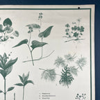 Vintage school botanical poster Austria 1950s Educational wall board