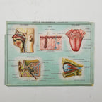 Set of 4 Medical school posters 1960s Medical sign anatomy board Plastic plate Yugoslavia