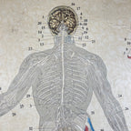 Vintage school  poster The human nervous system Yugoslavia 1966 Educational wall board