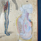 Vintage school  poster The human nervous system Yugoslavia 1966 Educational wall board