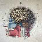 Vintage school  poster The human nervous system Yugoslavia 1966 Educational wall board
