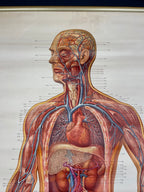 Vintage anatomic school poster The Blood System by Deutsches Hygiene Museum Dresden GDR (East Germany), 1976