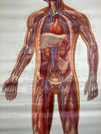 Vintage anatomic school poster The Blood System by Deutsches Hygiene Museum Dresden GDR (East Germany), 1976