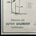 Vintage school botanical poster Austria 1950s Educational wall board