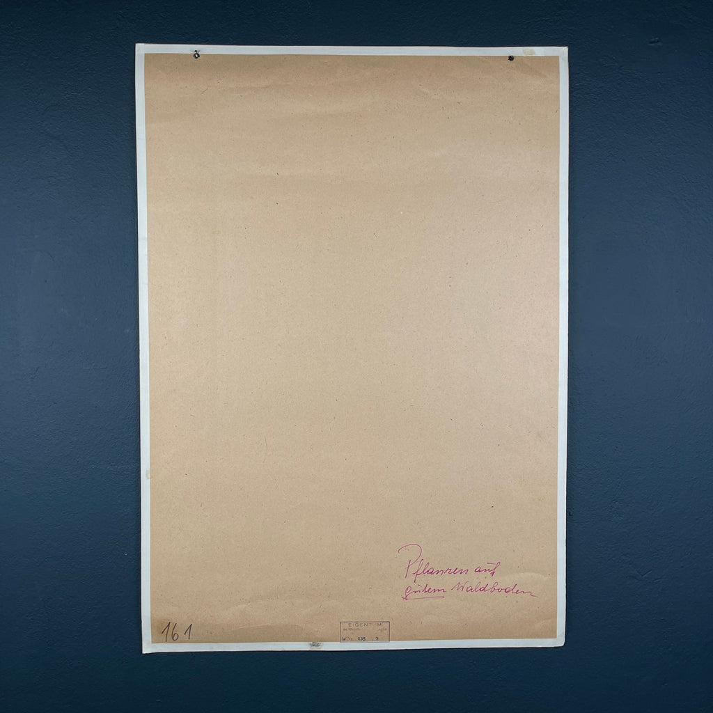 Vintage school botanical poster Austria 1950s Educational wall board