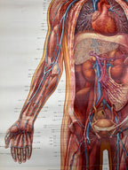 Vintage anatomic school poster The Blood System by Deutsches Hygiene Museum Dresden GDR (East Germany), 1976