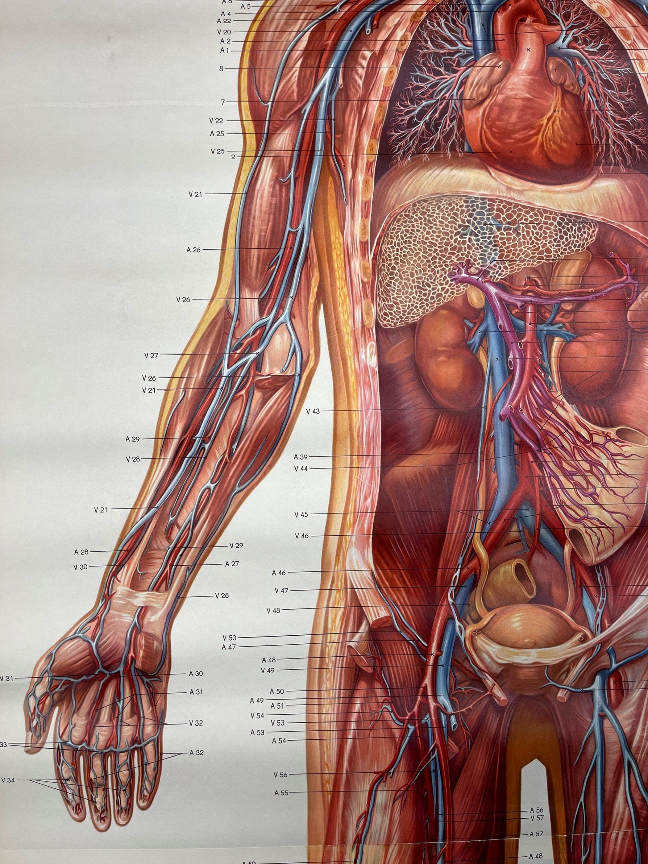 Vintage anatomic school poster The Blood System by Deutsches Hygiene Museum Dresden GDR (East Germany), 1976