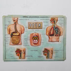 Set of 4 Medical school posters 1960s Medical sign anatomy board Plastic plate Yugoslavia