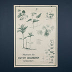Vintage school botanical poster Austria 1950s Educational wall board