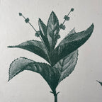 Vintage school botanical poster Austria 1950s Educational wall board