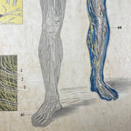 Vintage school  poster The human nervous system Yugoslavia 1966 Educational wall board