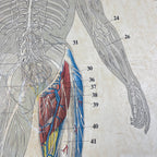 Vintage school  poster The human nervous system Yugoslavia 1966 Educational wall board