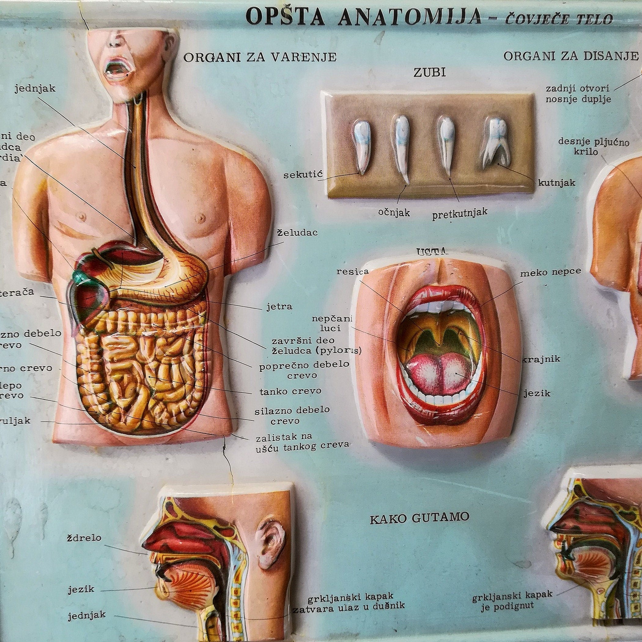 Set of 4 Medical school posters 1960s Medical sign anatomy board Plastic plate Yugoslavia